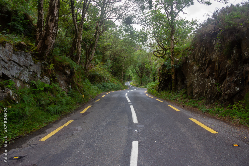 Road in the irish forest