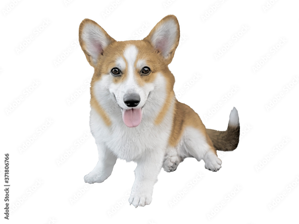 Corgi dog on a white background. An isolated object. The cute dog is sitting with his tongue out.