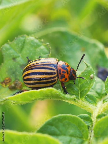 Colorado beetle sitting on a pitted potato leaf. Close-up. A bright vertical illustration about insects, pests of agricultural plants. Fighting the potato bug. Macro