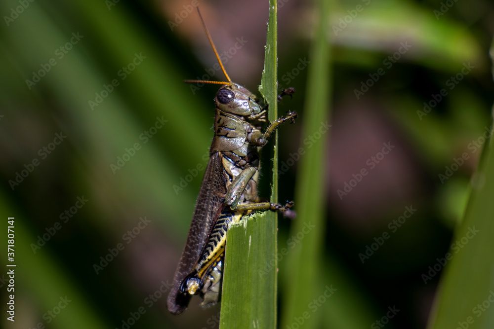 MEXICO CITY, MEXICO - AUGUST 1: A couple of crickets seen on the a branch at a garden on August 1, 2019 in Mexico City, Mexico MEXICO CITY, MEXICO - AUGUST 1: A couple of crickets seen on the a branch at a garden on August 1, 2019 in Mexico City, Mexico