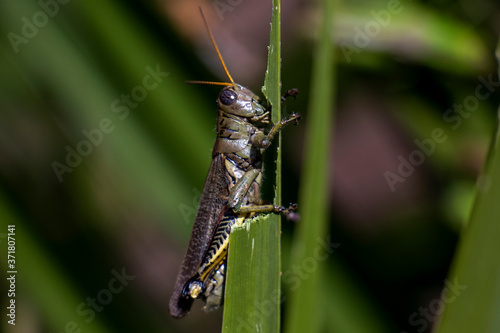 MEXICO CITY, MEXICO - AUGUST 1: A couple of crickets seen on the a branch at a garden on August 1, 2019 in Mexico City, Mexico