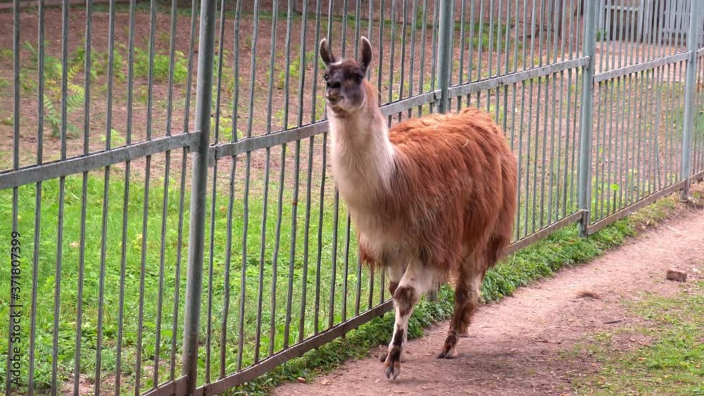 llama walks along fence in zoo aviary.