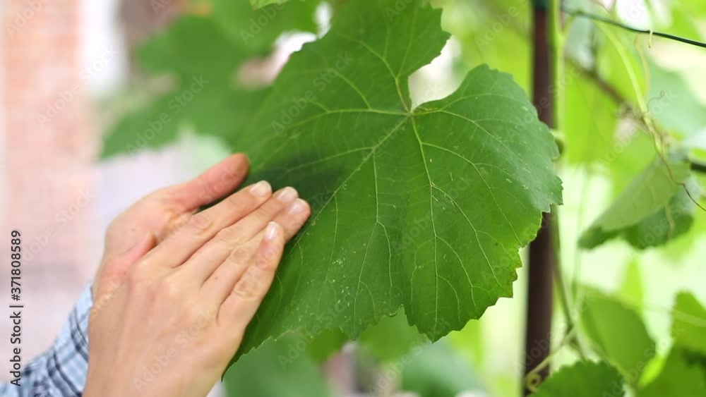 The farmer's hands are holding a grape leaf. Agronomist examines grapes. The farmer's hands are holding a grape leaf. Agronomist examines grapes.