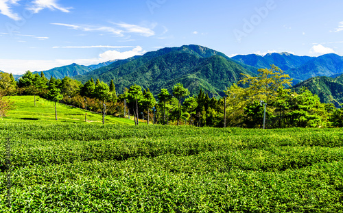 Beautiful tea plantation landscape on the mountaintop of Taichung, Taiwan.