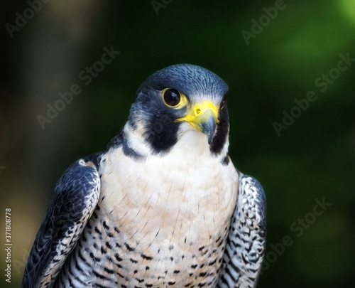Extreme Close up portrait  of a peregrine falcon on a dark green background 