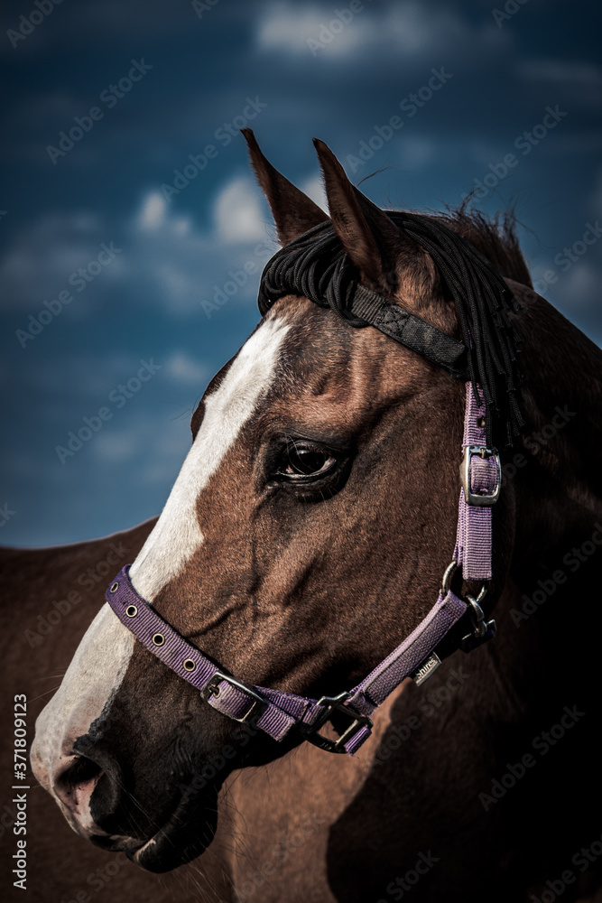 Obraz premium portret konia