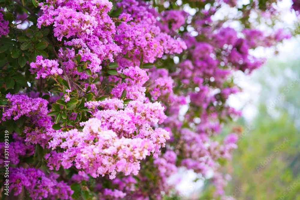 purple flowers in the garden