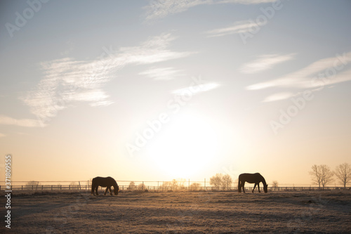 Sylwetki koni na tle zachodzącego słońca