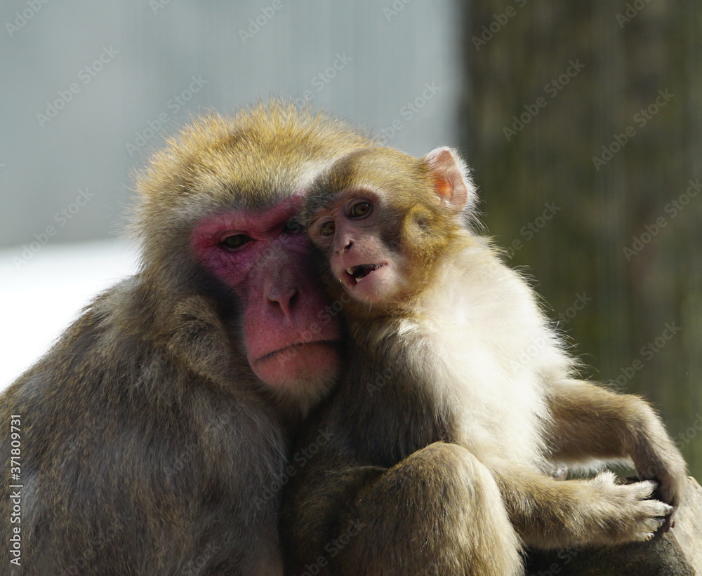 Fototapeta premium Portrait of a Mother and baby japanese macaques cheek to cheek a moment of tenderness