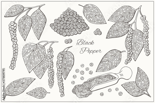 Set with black pepper. Graphic hand drawn engraving style. Botanical illustration for packaging, menu cards, posters, prints.