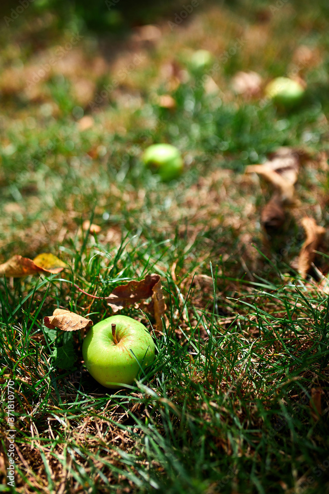 Autumn apples on the ground in a garden