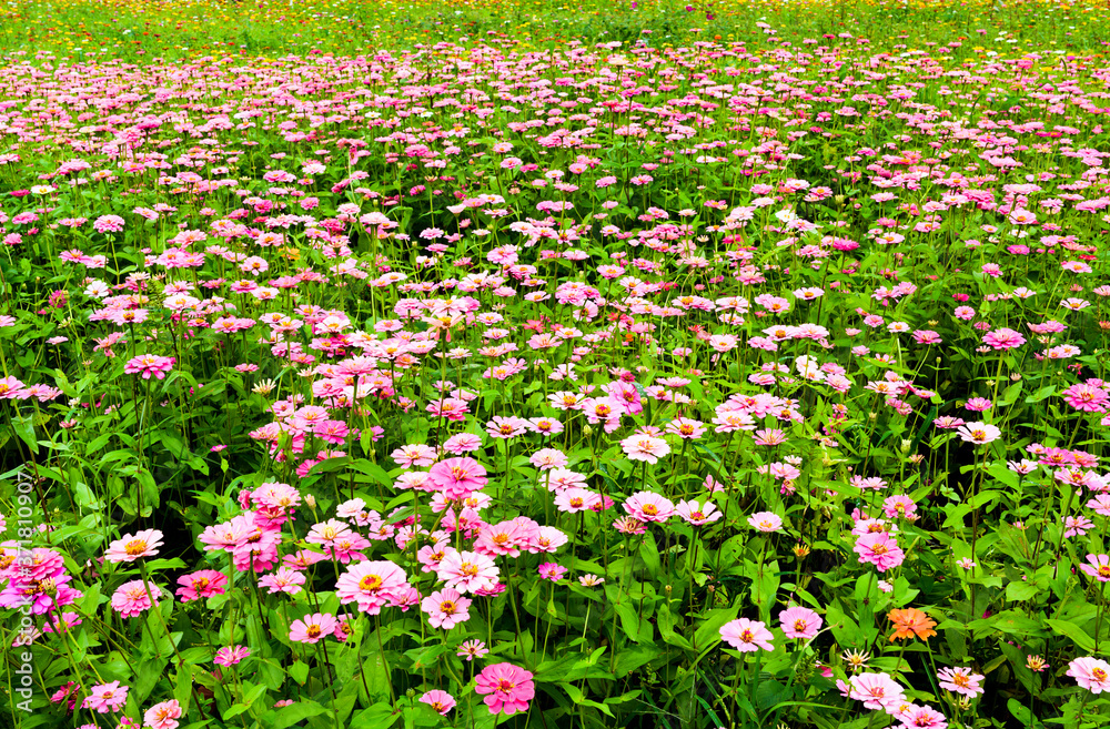 A large of cosmos flowers as a background
