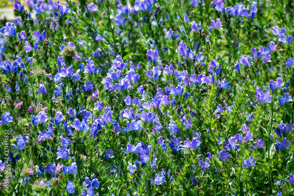 Botanical collection of medicinal plants, blue blossom of echium vulgare or bugloss blueweed plants Botanical collection of medicinal plants, blue blossom of echium vulgare or bugloss blueweed plants
