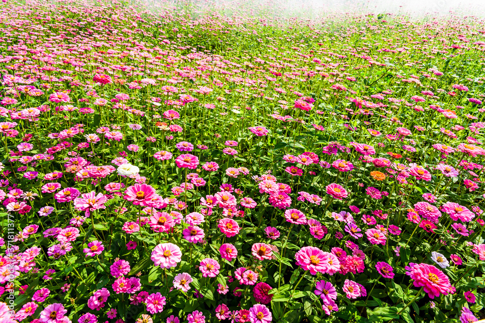 Beautiful colorful cosmos flowers blooming in the garden. Beautiful colorful cosmos flowers blooming in the garden.