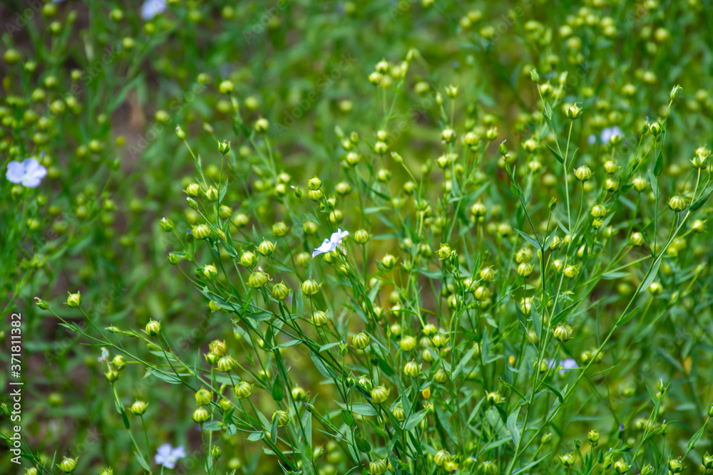 Botanical collection of medicinal and edible plants, Flax or Linum usitatissimum or linseed, food and fiber crops Botanical collection of medicinal and edible plants, Flax or Linum usitatissimum or linseed, food and fiber crops