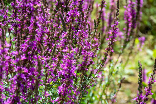 Botanical collection of medicinal plants, purple blossom of lythrum salicatia or loosestrife plants