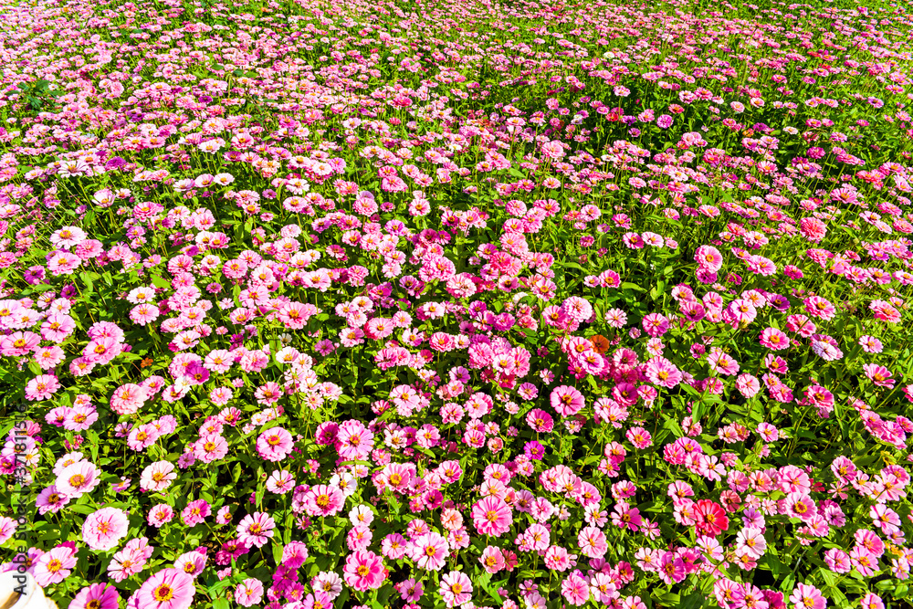A large of cosmos flowers as a background