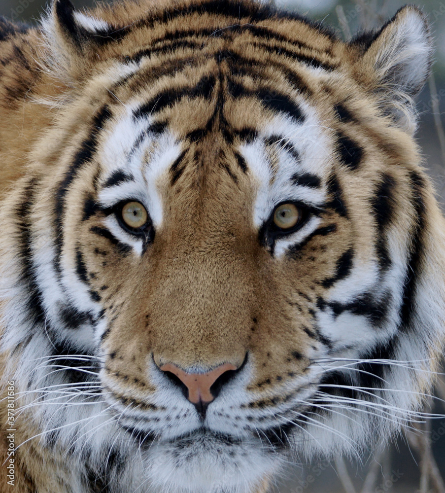 Obraz premium Full frame portrait of a siberian bengal tiger