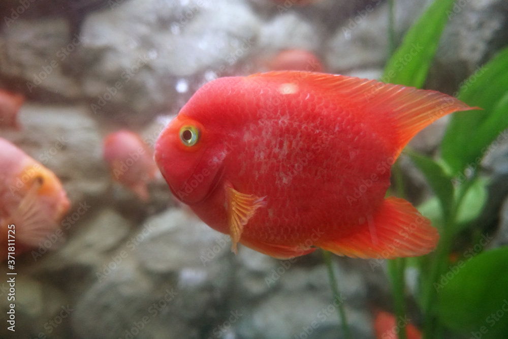 Blood parrot cichlid fish in the aquarium. Amphilophus citrinellum x Vieje synspila. Blood parrot cichlid fish in the aquarium. Amphilophus citrinellum x Vieje synspila.