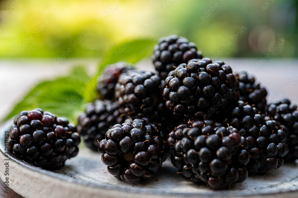 Ripe healthy antioxidant black currant or bramble berries Ripe healthy antioxidant black currant or bramble berries