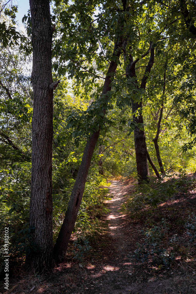 Forest in summer. A path between maple, oak, willow and poplar trees during a sunny day Forest in summer. A path between maple, oak, willow and poplar trees during a sunny day