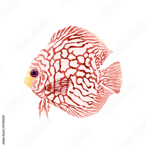 Pompadour fish (discus) have a silver white scales and red body.Vector illustration about fish.