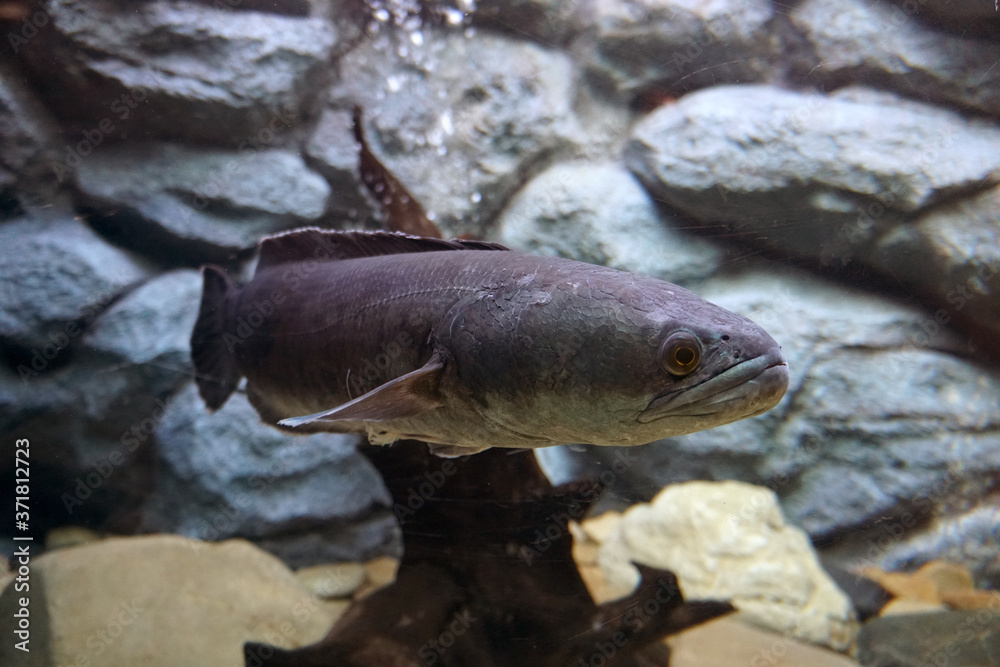 Great snakehead, Giant snakehead fish swimming in the aquarium.