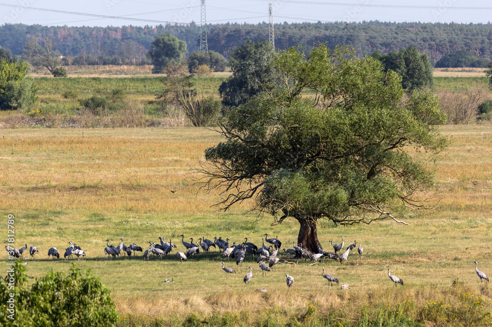 The cranes gather in Brandenburg, before moving south.