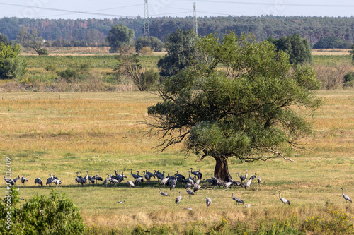 Obraz na płótnie The cranes gather in Brandenburg, before moving south. w salonie