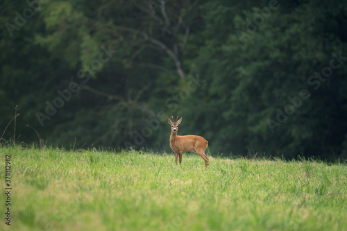 European roe deer  capreolus capreolus  on the meadow. Deer looking for a doe. Deer during the rutting time. European nature.