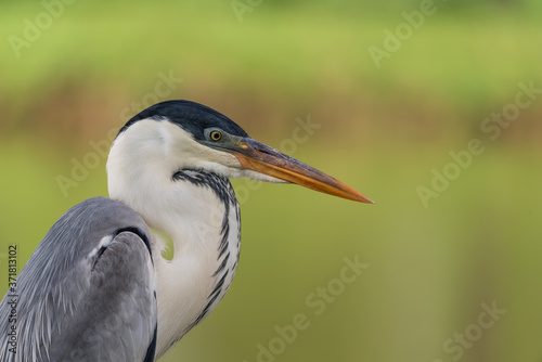 Close em Garça moura