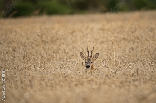 uropean roe deer  capreolus capreolus  in the field. Deer looking for a doe. Deer during the rutting time. European nature.