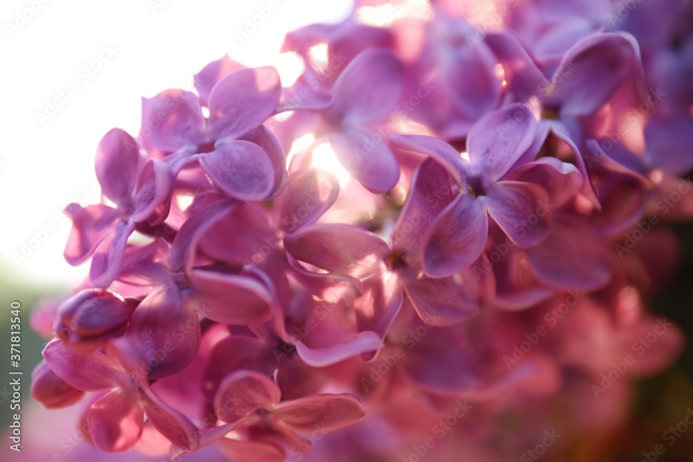Fototapeta premium Closeup view of beautiful blooming lilac shrub outdoors