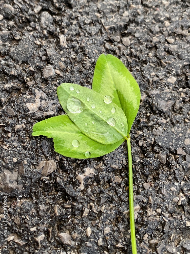 green sprout on the ground green sprout on the ground