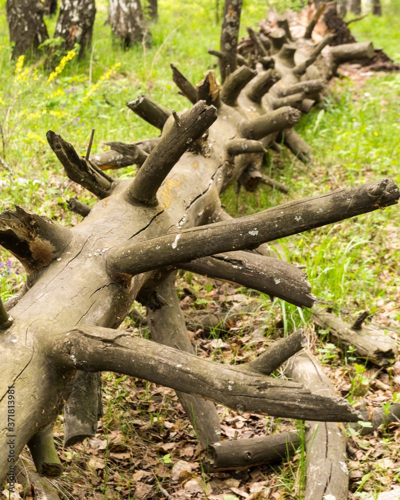 fallen dried tree in the forest fallen dried tree in the forest