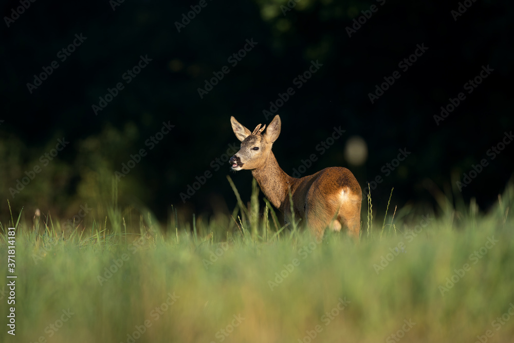 European roe deer, capreolus capreolus, on the meadow. Deer looking for a doe. Deer during the rutting time. European nature.