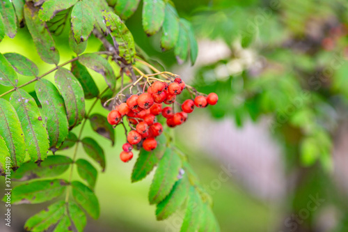 Branch with bright autumn berries of mountain ash in the october park
