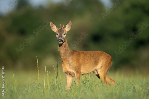 European roe deer, capreolus capreolus, on the meadow. Deer looking for a doe. Deer during the rutting time. European nature.