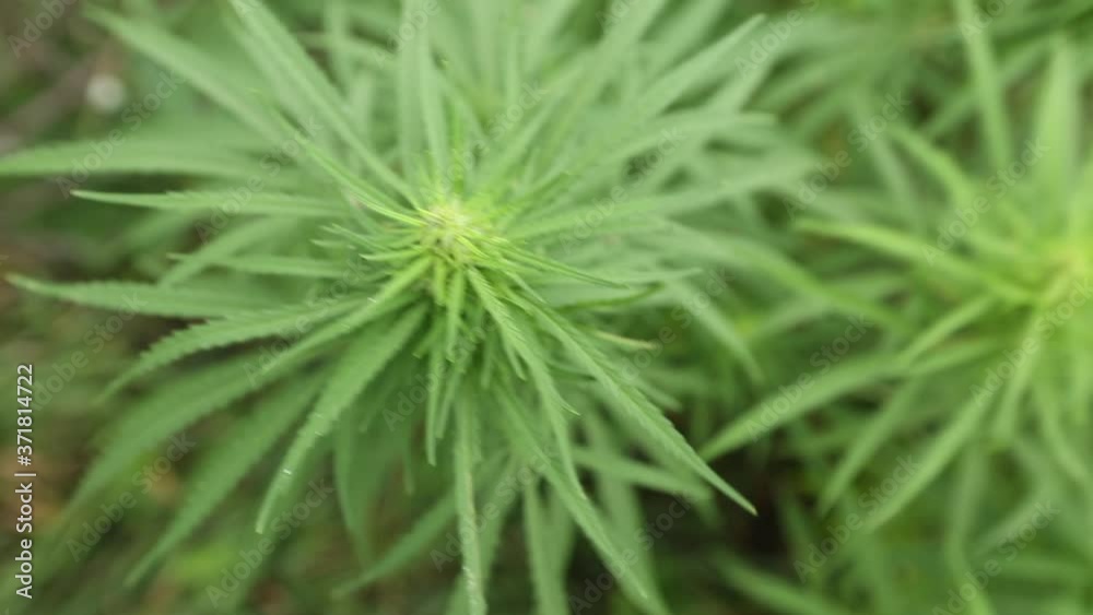 Cannabis leaves plant. Hemp sways in the wind. Cannabis leaves plant. Hemp sways in the wind.