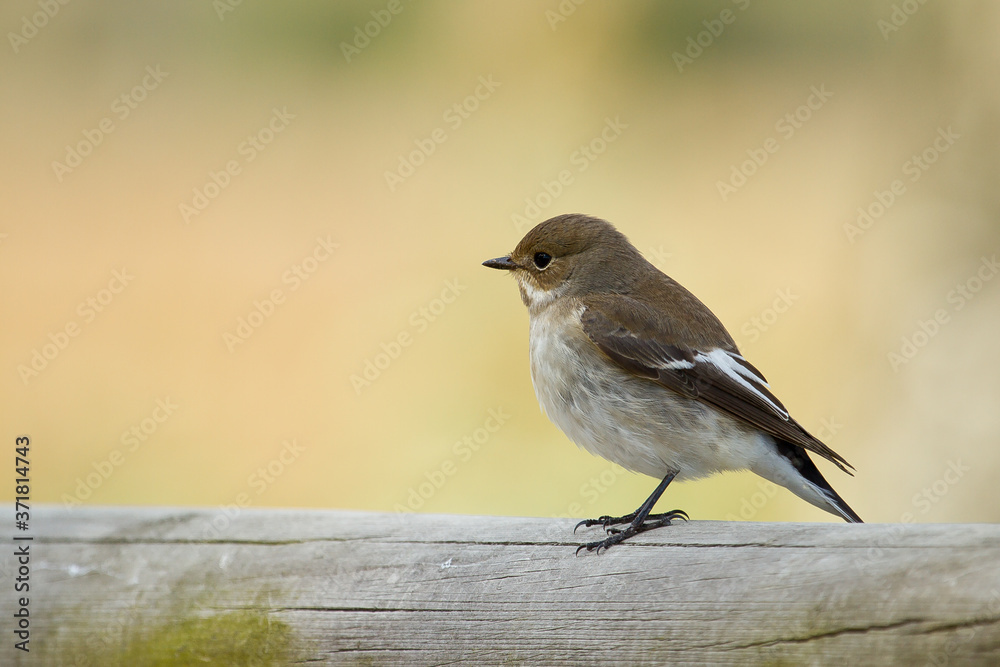 European pied flycatcher (Ficedula hypoleuca), bird in migration to Africa. European pied flycatcher (Ficedula hypoleuca), bird in migration to Africa.