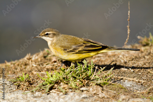 Western yellow wagtail , Motacilla flava, small bird, Spain