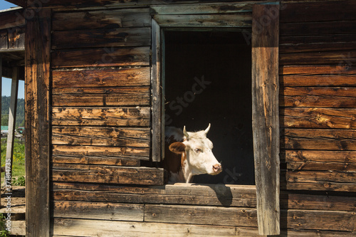 Cows escape the heat in an old abandoned wooden house