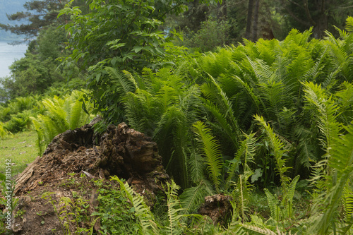 Beautiful ferns leaves green foliage nature. Floral fern background. Ferns leaves green foliage. Tropical leaf. Exotic forest plant. Botany concept. Ferns jungles. Vibrant ferns close up.