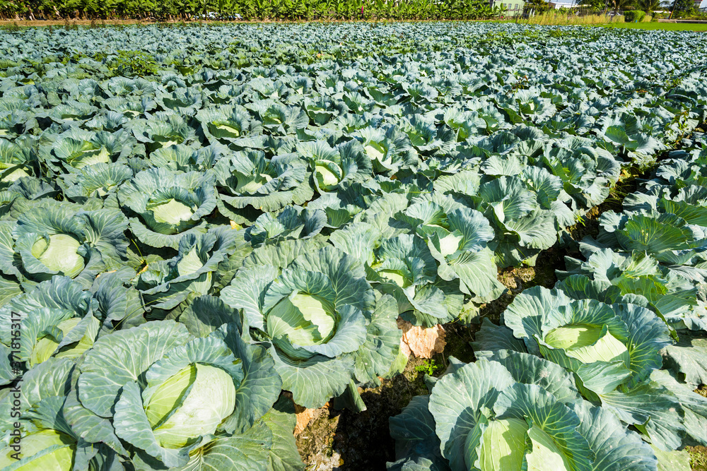 Fototapeta premium Close-up fresh cabbage growing of the field in Taiwan