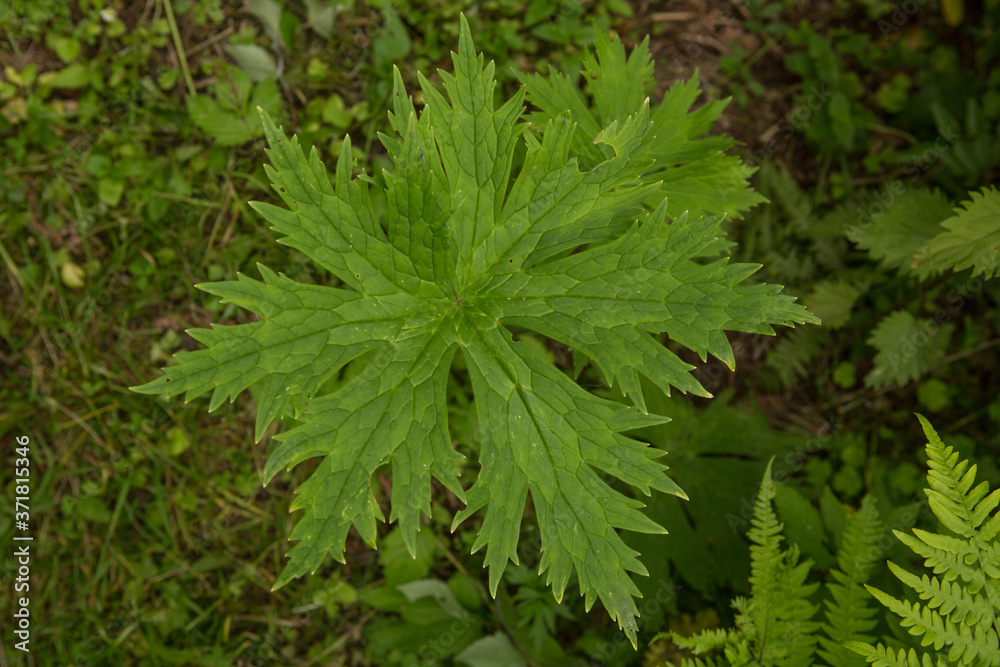 Aconitum septentrionale with rain droplets on a natural green blurred background