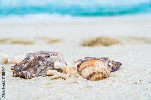 seashell on the beach © Nature Peaceful 