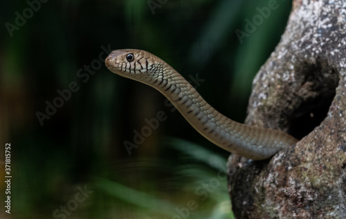 Rat snake in natural jungle looking out from their dom