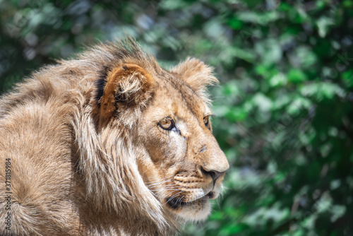 Fototapeta Naklejka Na Ścianę i Meble -  Portrait of one lioness. Panthera leo with green background.
