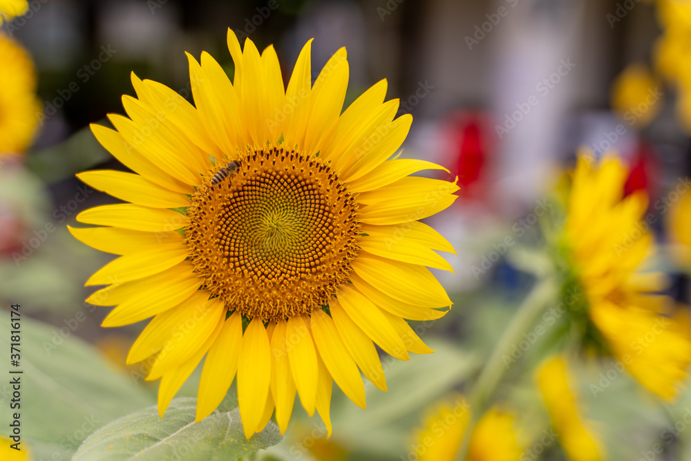 Naklejka premium ひまわり