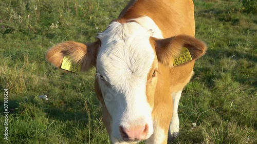 Slow motion veal